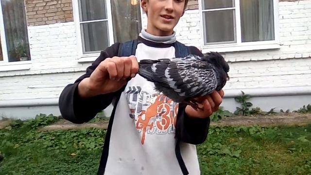 Брат убил голубя смотреть онлайн