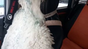 Замена всех динамиков в салоне Ховер Н5, звучание новых, эмоции!