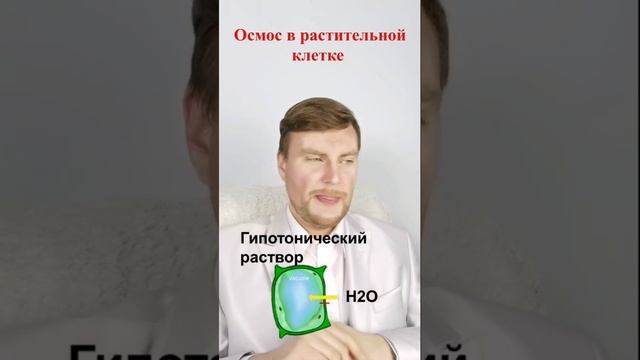 Осмос в растительной клетке. ЕГЭ Биология. ЕГЭ 2022. смотреть онлайн