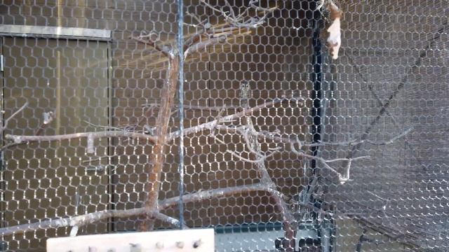Hokkaido Trip | Asahiyama Zoo in Asahikawa City смотреть онлайн