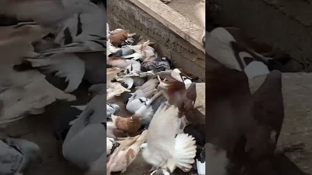 Николаевские голуби 2023г. смотреть онлайн