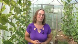 Виноград в теплице. Основные особенности выращивания