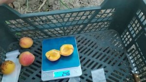 априум Кот-н-кенди