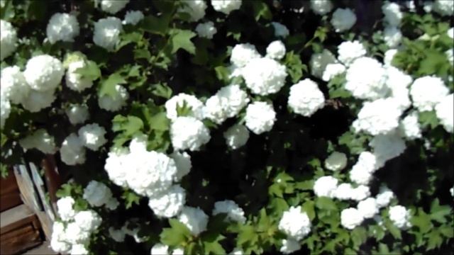 КАЛИНА - УДИВИТЕЛЬНОЕ РАСТЕНИЕ ДЛЯ САДА смотреть онлайн