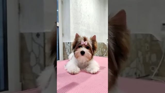 Свободна девочка цветного йорка смотреть онлайн