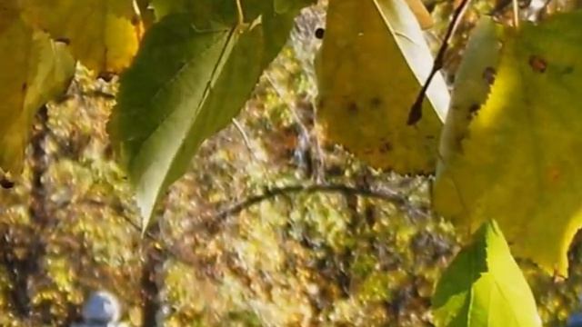 ОСЕНЬ на Ленинских Горах смотреть онлайн