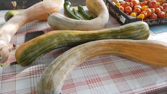 Франция/УРОЖАЙНЫЙ ОКТЯБРЬ/А ТЫ ВИДЕЛ ТАКУЮ ТЫКВУ? /provence_allochka смотреть онлайн