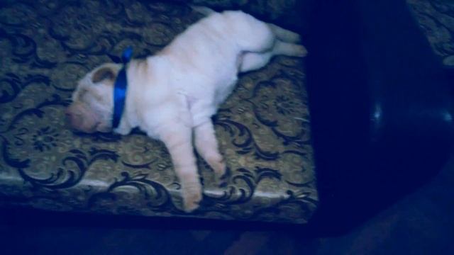 шарпей 2 амис смотреть онлайн