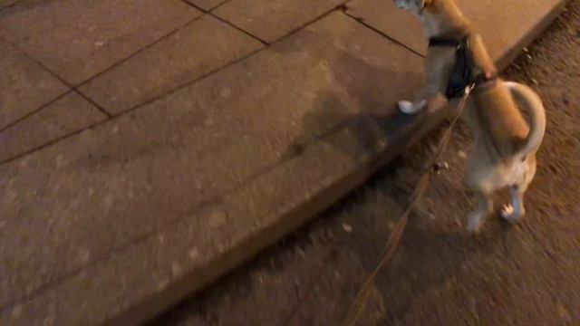ПЕРВАЯ ПОЕЗДКА С СОБАКОЙ НА ПОЕЗДЕ В ПИТЕР смотреть онлайн