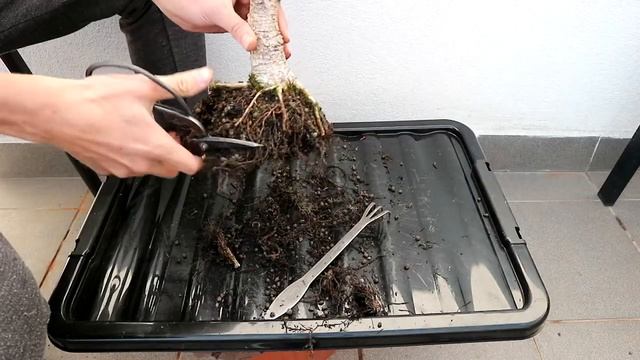 Bonsai styling and repotting - Larix decidua ''Geisha'' (March 2020) смотреть онлайн