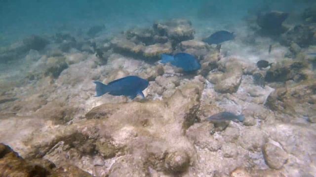 Blue Parrot Fish of Aruba 4K смотреть онлайн