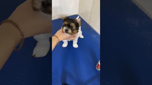 Как подклеить уши щенку Бивера (Бивер Йорк) смотреть онлайн