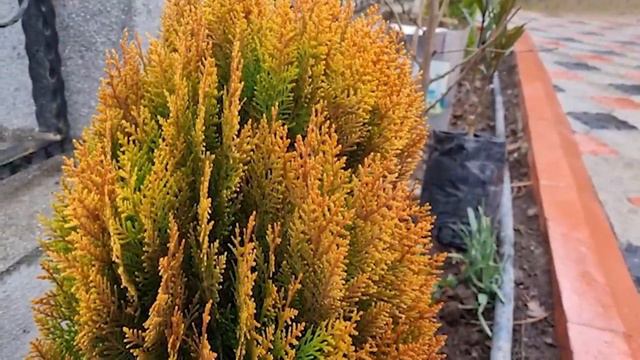 Бабушка приготовила шаурму Азербайджанская Кухня Деревенская Кухня Рецепты смотреть онлайн