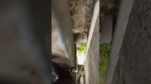 Замена антифриза ситроен С5 Х-7