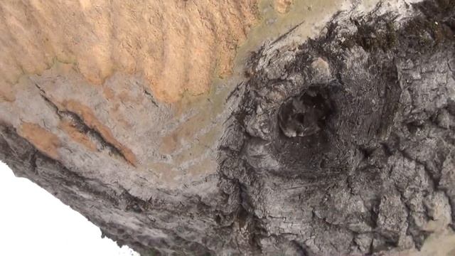 Где зимуют лоси Март смотреть онлайн