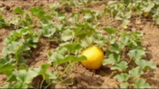 Грядка для арбуза и дыни смотреть онлайн