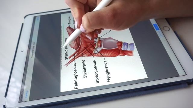 ☆ STUDY WITH ME #1: BIOLOGY | iPad Pro 10.5 & GoodNotes 4 App | September Studies смотреть онлайн