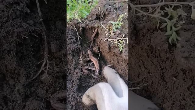 Накопал ЯЩЕРИЦ