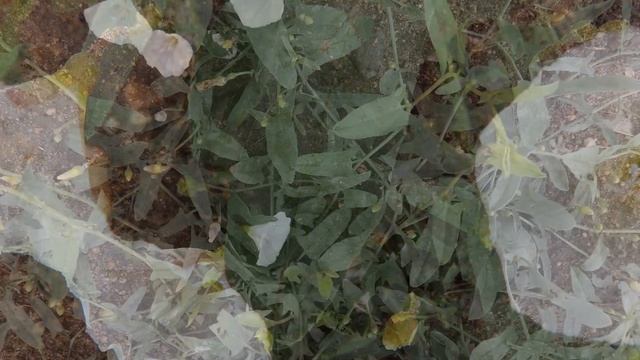 Acker-Winde (Convolvulus arvensis) смотреть онлайн