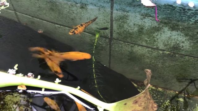 Poecilia Sohenops - 50 Gallon Fish Tank - Velifera