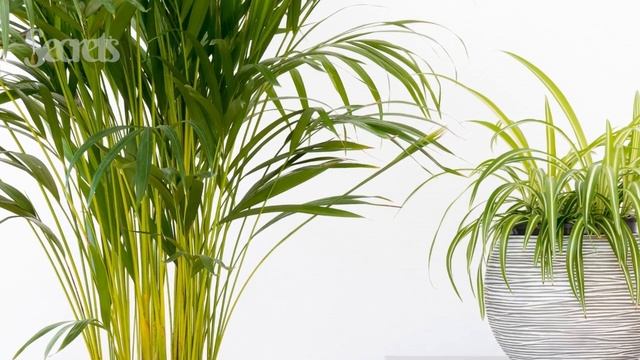 10 Air Purifying Plants You NEED For Your Home смотреть онлайн