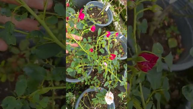 Rose Tradescant (wangi Berjambak)