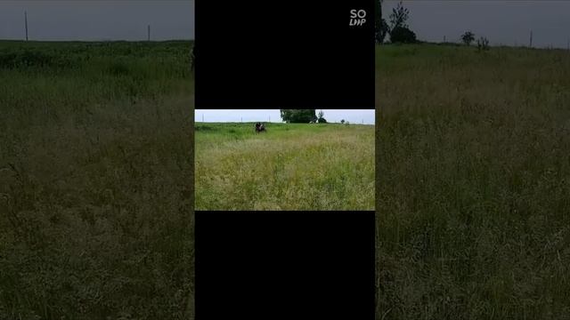 Дачные моменты одного дня. смотреть онлайн