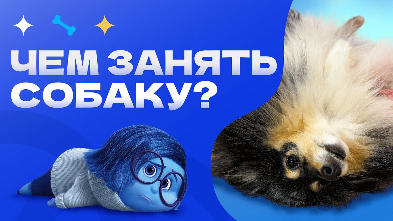 Чем заняться с собакой? ЕСли плохая погода, занимаемся дома