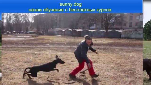 Игры с собакой. Дрессировка собаки через игру смотреть онлайн