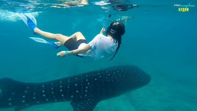 МАЛЬДИВЫ свидание с китовой акулой и др экскурсии ММБ #8 смотреть онлайн