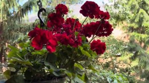 Моя маленькая дача