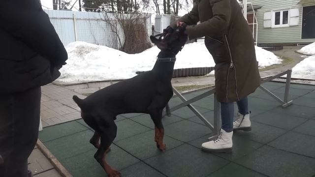 Догтренинг 585. Тяжёлый бой с доберманами. Становление управления. смотреть онлайн
