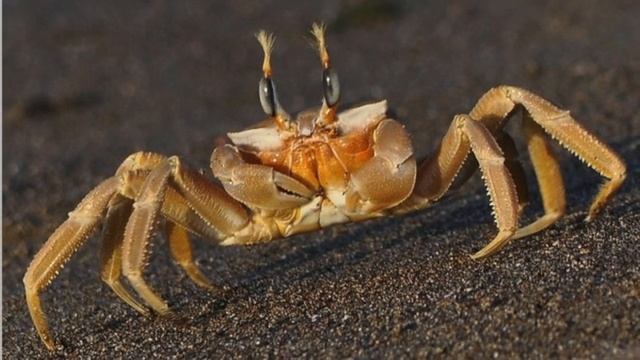 Удивительные животные. Краб-призрак смотреть онлайн