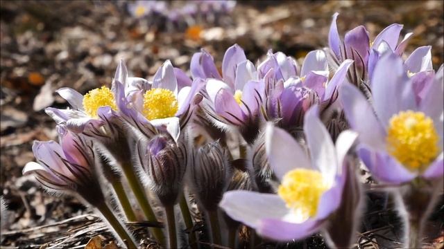 Сон трава (Pulsatilla patens) смотреть онлайн