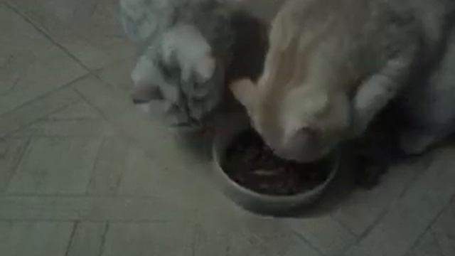 Наглый кот смотреть онлайн
