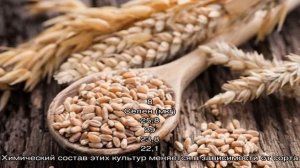 В чем отличия пшеницы, ржи, овса и ячменя: фото и сравнительная характеристика