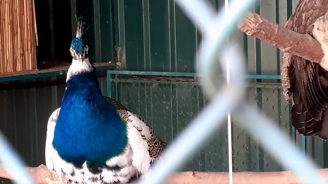 Павлін білий Павлін синій смотреть онлайн