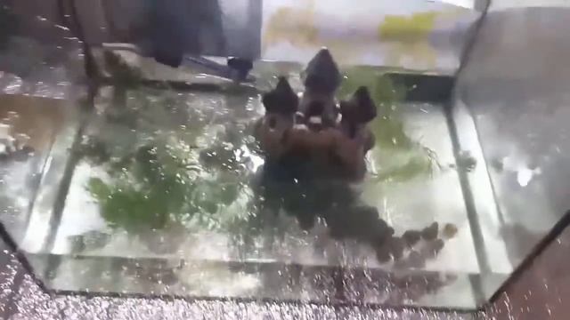 Второе хобби, Аквариумистика :) запуск аквариума с нуля смотреть онлайн