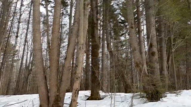 Апрельский лес смотреть онлайн