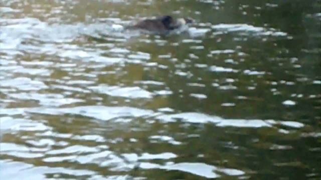 новые радости рыбалки! new fishing pleasures! смотреть онлайн