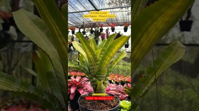 Bromeliad Plants | Bromeliad Aechemea Chantini Samurai #bromeliaceae #shorts #vidioshorts #bromelia смотреть онлайн
