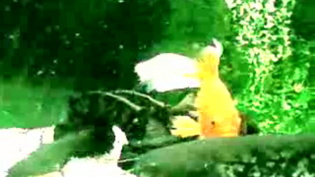 Сом и кнальный сомик при кормлении. От Www.euro-som.de