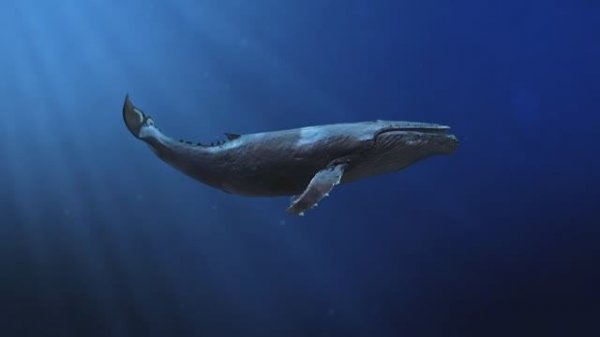 Пение китов для сна и отдыха. ? Подводная природа | 1 час звуков китов глубоко под водой.