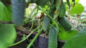 Огурец многоплодный «Мальчик с пальчик» . Большой урожай на одном огурце.