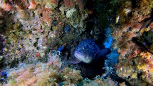 Scuba Diving Maldives - Exploring the Breathtaking Underwater World