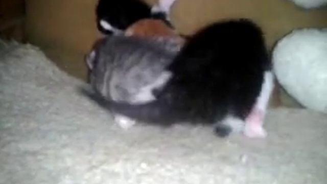 СУПЕР милые котята!!! смотреть онлайн