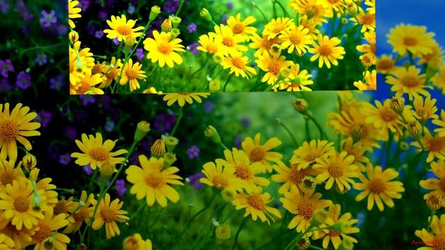 Фаусто Папетти. Саксофон. Маленький Ц В Е Т О К смотреть онлайн