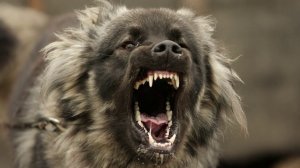 ТОП 5 пород, которые следует обходить стороной