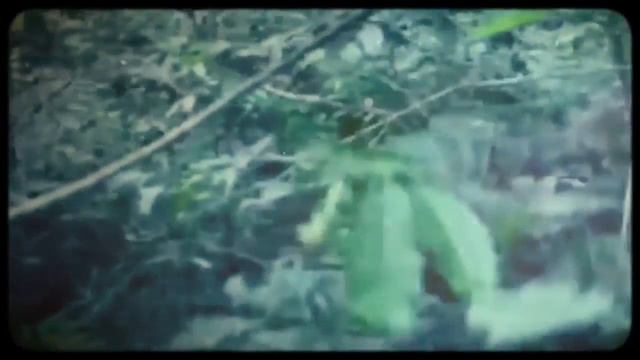 12 САМЫХ СИЛЬНЫХ ЖИВОТНЫХ ПЛАНЕТЫ смотреть онлайн