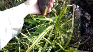 ЛОВЛЯ РЫБЫ НА ВЕРШУ ТАКОГО УЛОВА Я НЕ ОЖИДАЛ!огромный линь